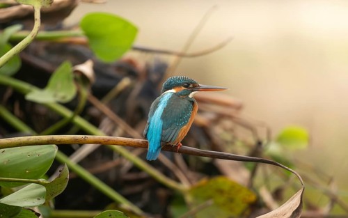 A kingfisher (Alcedo atthis), Sreepur, Gazipur, Bangladesh