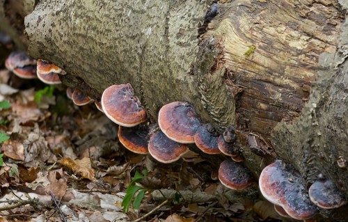 Spruce porling, fomes marginatus, fomitopsis pinicola, pine porling, red-banded polypore,