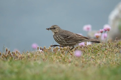 Rock pipit (Anthus petrosus) adult bird carrying insects in its beak on a cliff top, Pembrokeshire,