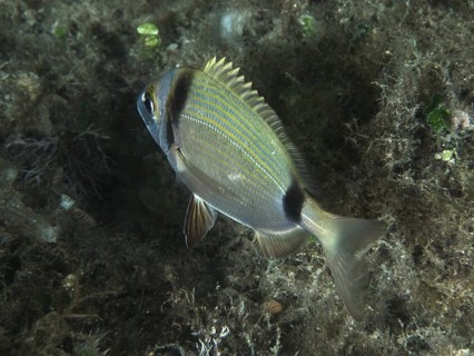 A two-banded seabream (Diplodus vulgaris) swims over a sandy seabed at night, at the Hausriff dive
