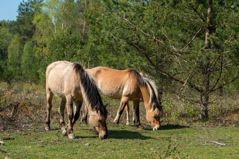 Equus caballus, domestic horse, odd-toed ungulates, perissodactyla, grazing, domesticated animals,