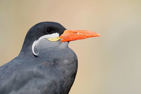 Inca tern (Larosterna inca), portrait, in captivity, found in South America