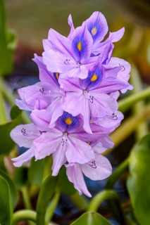 Common water hyacinth, (Pontederia crassipes), one of the world's fastest growing plants, Sidemen,