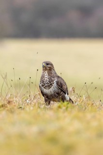 A buzzard perches in a meadow, surrounded by autumnal scenery and a blurred background, common