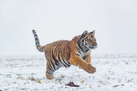 One young Siberian Tiger, Panthera tigris altaica, running over snowy meadow with dense fog in the