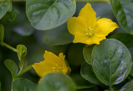 Lysimachia nummularia, mint green willow, pennywort, creeping jenny, flora, herb twopence,