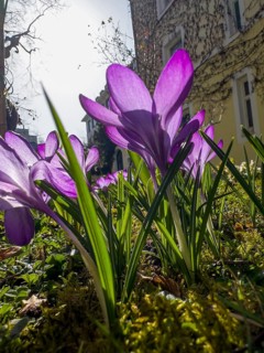 Spring crocus, spring saffron, common crocus (Crocus vernus)