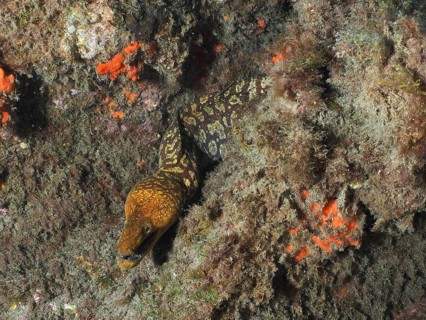 Tiger moray eel (Enchelycore anatina) amongst seaweed, dive site: El Cabron Marine Reserve,