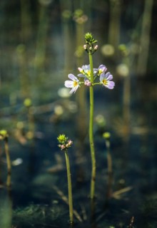 Hottonia palustris, primrose, primulaceae, water spring, water primrose, featherfoil, flora, high