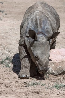 Young Indian rhinoceros (Rhinoceros unicornis), Nuremberg Zoo, Middle Franconia, Bavaria, Germany