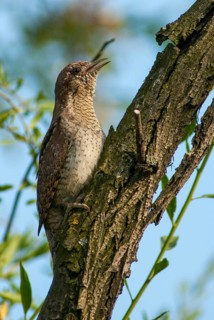 Jynx Torquilla, Wryneck, Birds, Bulgaria, Song, High Size, Portrait, Male, Piciformes, Call,
