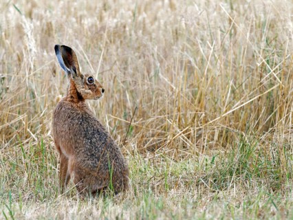European hare (Lepus europaeus) in a mown meadow, Solms, Hesse, Germany