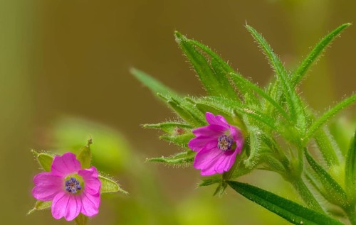Geranium dissectum, slot-leafed storkbill, storkbill, cut-leaved crane's-bill, flora, plants,