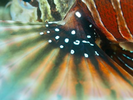 Close-up of a colourful fish fin with intricate patterns and vibrant colours, taken of a zebra