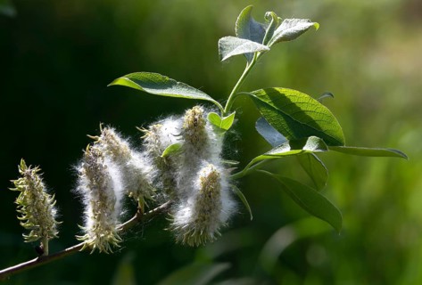 Hanging sage, kitten willow, palm willow, saal willow, salicaceae, salix caprea, willow, tree,