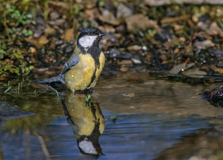 Great tit, great tit, parus major, bath, bird bath, birds, tit, mirror, passeri, songbirds,