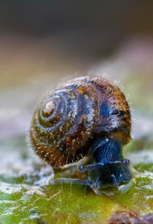 Silky hair snail, trochulus sericeus, gastropoda, high size, portrait, mollusca, snails, snails,