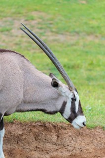 A male gazelle (Oryx gazella) searches for minerals in the bare soil of a green meadow. Botswana,