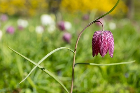 Snake's Head Fritillary (Fritillaria meleagris) in bloom, Dresden, Saxony, Germany