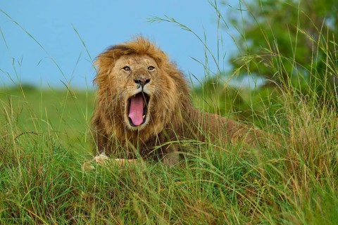 A lion yawns whilst lying in the tall grass on a safari in the wilderness, lion (Panthera leo),