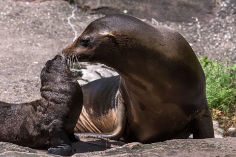 Seal with pup (Phoca vitulina), Nuremberg Zoo, Middle Franconia, Bavaria, Germany
