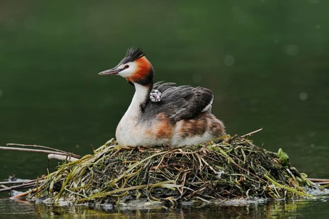 Great Crested Grebe (Podiceps scalloped ribbonfish) with chicks on the nest, North