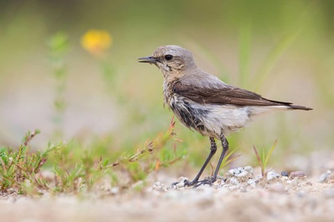 Northern Wheatear (Oenanthe oenanthe) female, Poland