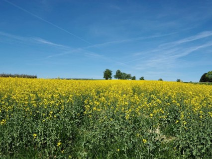 Large rapeseed field with blue sky and trees on the horizon, Arbon, Canton of Thurgau, Lake