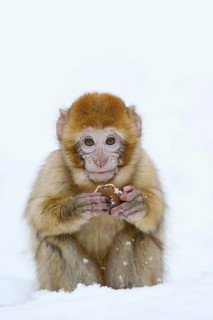 Barbary macaque or magot (Macaca sylvanus), young animal sitting in the snow and eating, winter,