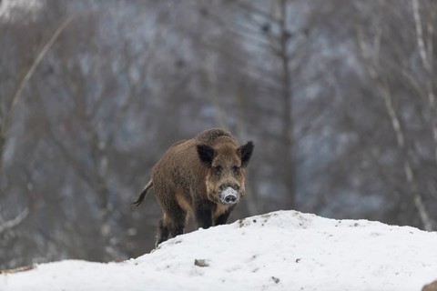Wild boar or wild pig (Sus scrofa), walking on snowy ground, trees in the background