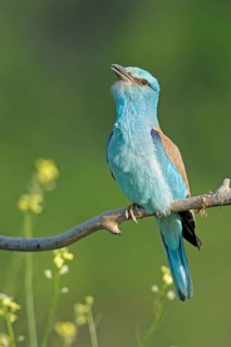 Courting blue racke on a branch. Bulgaria scooter, Perching on a Twig
