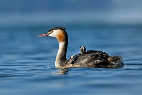 Great Crested Grebe (Podiceps Scalloped ribbonfish), with two chicks in plumage swimming in the