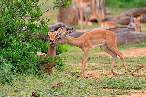 Black-heeled antelope (Aepyceros melampus), impala, adult, female, calf, mother with calf, social