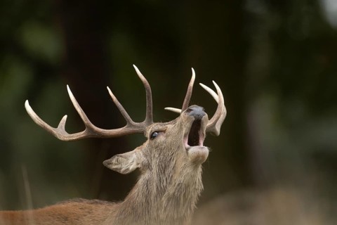 Red deer (Cervus elaphus) adult male stag animal roaring with its mouth open during the rutting