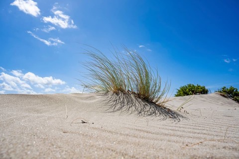 Grass and other plants grwoing in the white sand on a sunny day at Rena Majori beach, Sardinia,