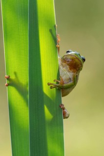 European tree frog (Hyla arborea), Zandvort, Netherlands
