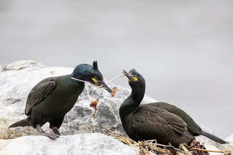 Cormorant (Gulosus aristotelis), breeding pair building a nest, Hornøya Island, Vardø, Varanger,