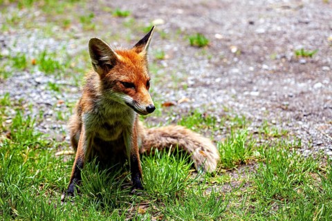 A fox is sitting in a meadow, gazing relaxed into the distance, a red fox in the Hainich near