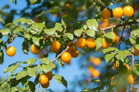 Yellow plum, mirabelle, Prunus domestica subsp. syriaca, rosaceae, rose family, flora, fruit,