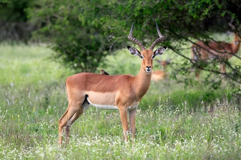 Black-heeled antelope (Aepyceros melampus), adult, male, alert, Kruger National Park, South Africa