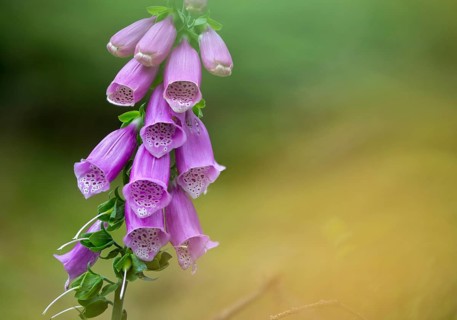 Brownwort, Digitalis Purpurea, Red Foxglove, Scrophulariaceae, Common Foxglove, Foxglove, Flora,