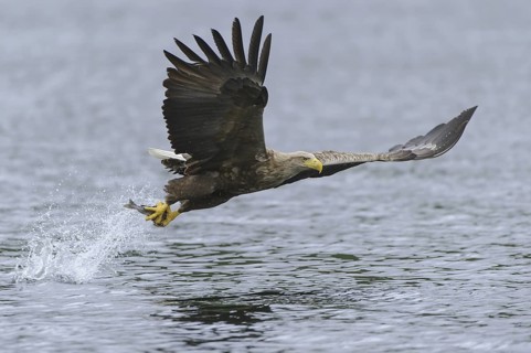 White-tailed Eagle (Haliaeetus albicilla) flying, Nord-Trondelag, Norway