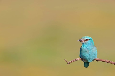 European roller (Coracias garrulus), on a perch