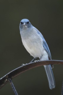 Mexican Jay (Aphelocoma wollweberi), Arizona, USA