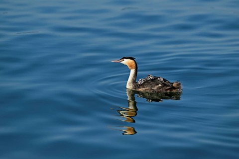 Great Crested Grebe (Podiceps Scalloped ribbonfish), with chicks in plumage swimming in the water,