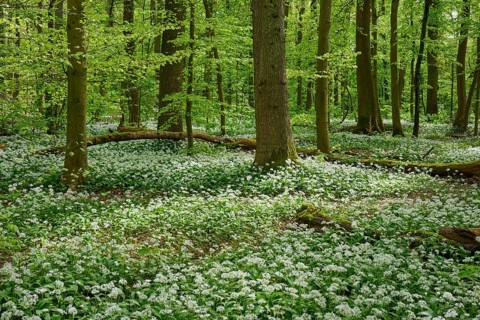 Dense, green forest with a sea of white flowers under the trees, wild garlic (Allium ursinum),