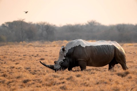 Southern white rhinoceros (Ceratotherium simum simum), mud-covered rhino in the evening light,