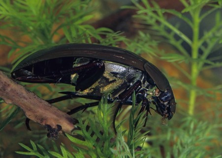 Great Silver Water Beetle, Large Flabwater Beetle, Hydrophilus Piceus, Hydrous Piceus, Aquatic,