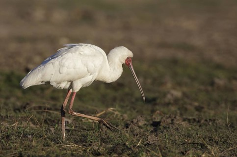 African Spoonbill (Platalea alba) foraging, Chobe, Botswana
