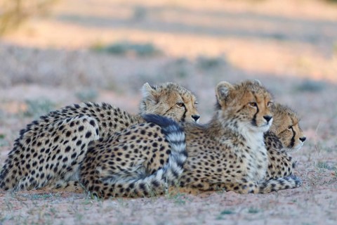 Cheetahs (Acinonyx jubatus), mother (left) with her two cubs, lying in the dry grassland, looking